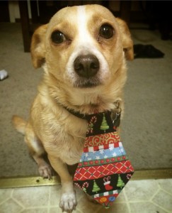 Bailey with Christmas Tie